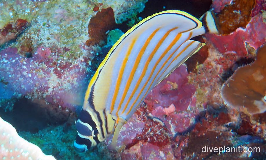 Butterflyfish ornate butterflyfish ci fci