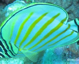 Butterflyfish ornate butterflyfish cki fci