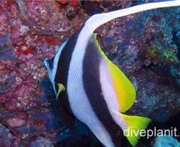 Butterflyfish reef bannerfish nsw foa