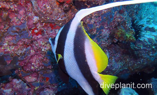 Butterflyfish reef bannerfish nsw foa