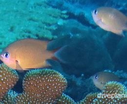 Damselfish ambon puller ci fci