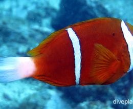 Damselfish barrier reef anemonefish nsw foa