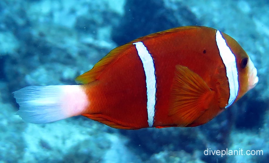 Damselfish barrier reef anemonefish nsw foa