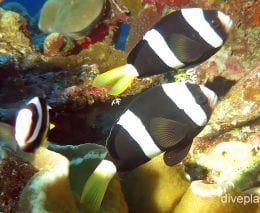 Damselfish clarks anemonefish cki