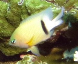 Damselfish dicksdamsel ci fci