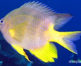 Damselfish golden damsel ci fci