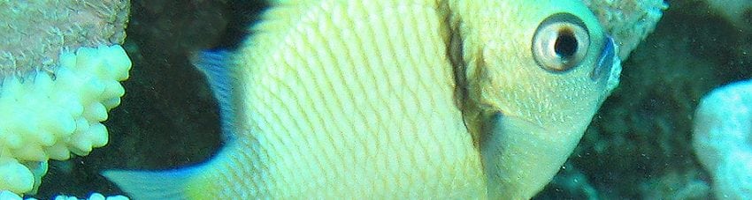 Headband Humbug Damselfish
