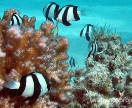 Damselfish humbug gbr hp