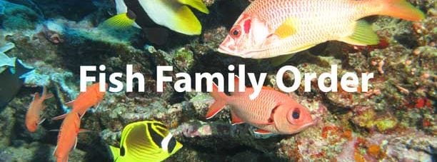 Help: The Order of Fish Families