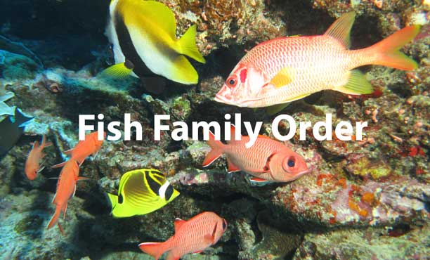 Fish family order