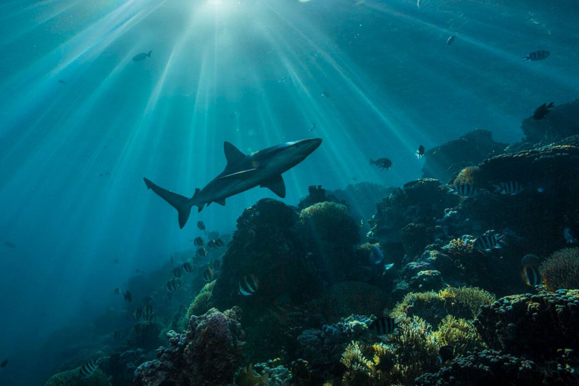 With a custom-built dive boat, Pro Dive Lord Howe Island can get you comfortably and safely to all the best dive sites at Lord Howe including Ball’s Pyramid