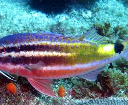 Goatfish blackspot goatfish nsw