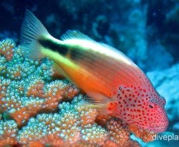 Hawkfish freckled hawkfish ci