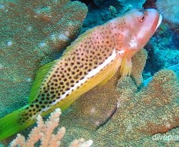 Hawkfish ornate hawkfish ci fci