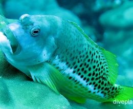 Hawkfish ornate hawkfish ci fci