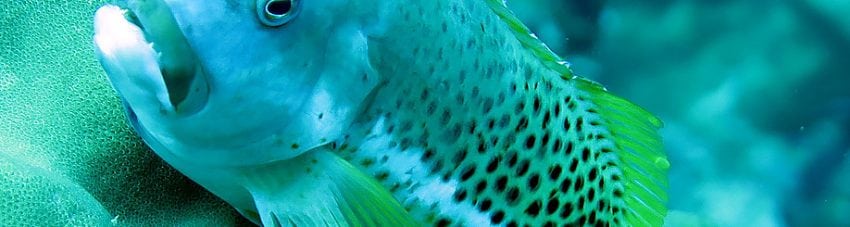 Ornate Hawkfish