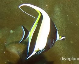 Moorish idol moorish idol ci