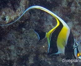 Moorish idol moorish idol lei