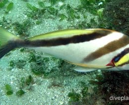 Morwong crested morwong nsw