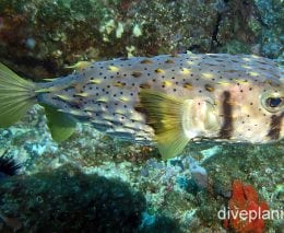 Porcupinefish three banded porcupinefish nswn