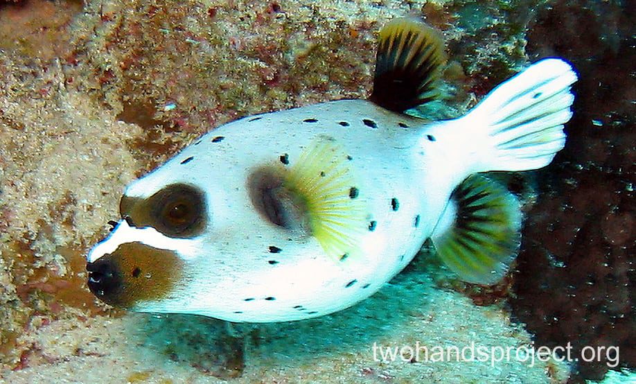 Pufferfish blackspotted pufferfish female hp