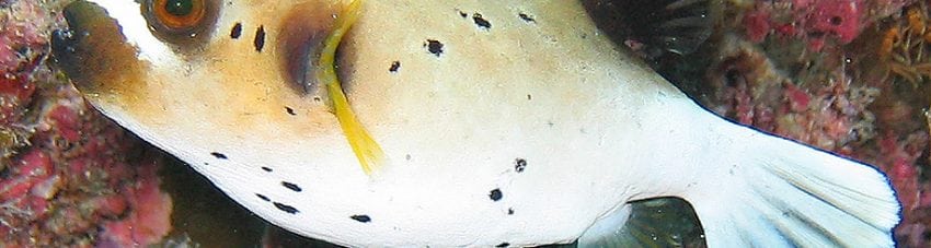 Blackspotted Pufferfish (Female)