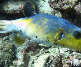 Pufferfish blackspotted pufferfish male ci foa