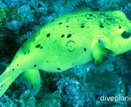 Pufferfish blackspotted pufferfish yellow ci fci