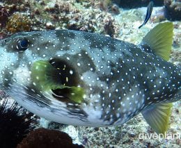 Pufferfish stars and stripes pufferfish nswn