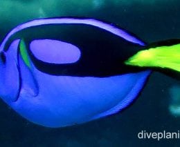 Surgeonfish blue tang ci fci