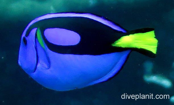 Surgeonfish blue tang ci fci