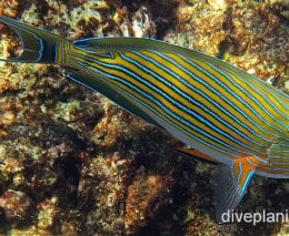 Surgeonfish bluelined surgeonfish ci fci