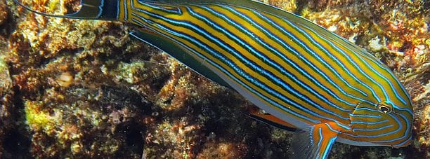 Blue-lined Surgeonfish