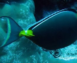 Surgeonfish bluespine surgeonfish ci fci