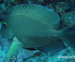 Surgeonfish bluespine surgeonfish juvenile ci