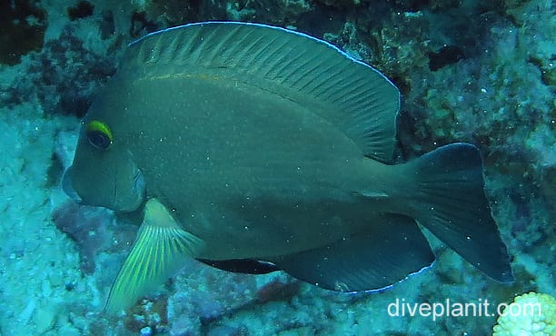 Surgeonfish bluespine surgeonfish juvenile ci
