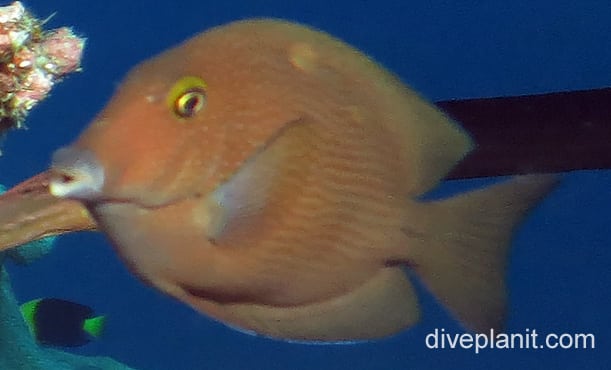 Surgeonfish brown tang ci fci