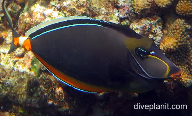 Surgeonfish clown unicornfish ci cki