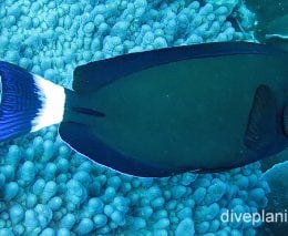 Surgeonfish dark surgeon cki