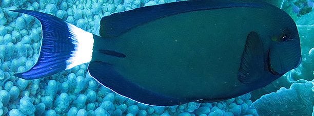 Dark Surgeonfish