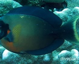 Surgeonfish mimic surgeon cki fci