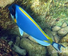 Surgeonfish powderblue surgeonfish ci