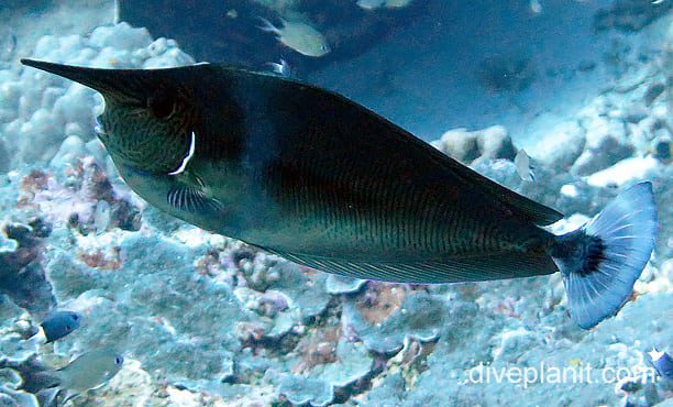 Surgeonfish spottedunicornfish ci fci