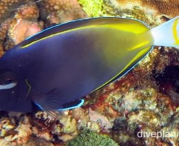 Surgeonfish velvet surgeonfish ci fci