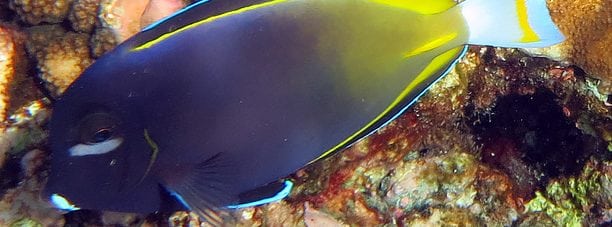Velvet Surgeonfish