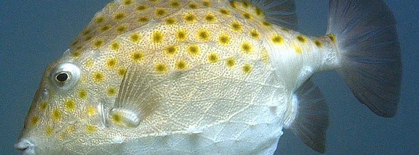 Eastern Smooth Boxfish
