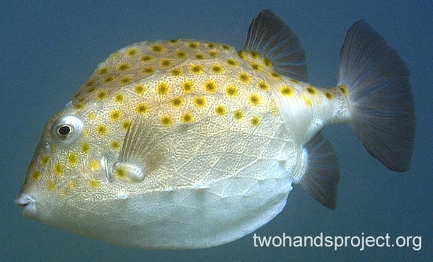 Temperate boxfish eastern smooth boxfish hp