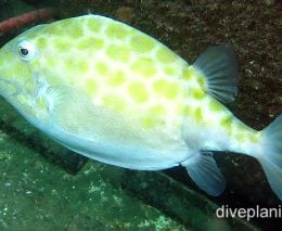 Temperate boxfish eastern smooth boxfish nswn foa