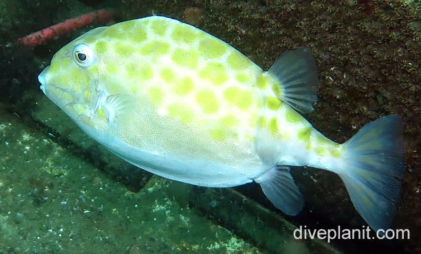 Temperate boxfish eastern smooth boxfish nswn foa