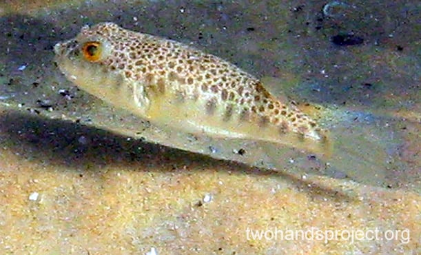 Toadfish common toadfish hp